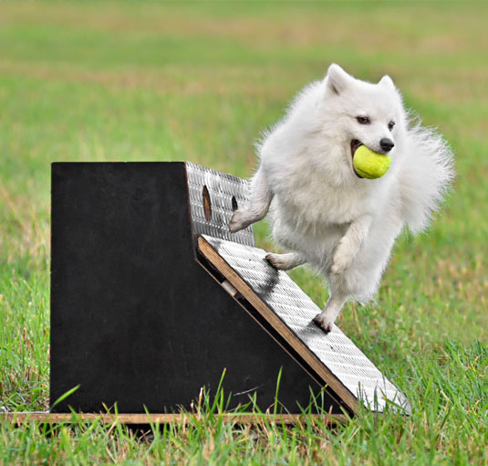 Dog doing flyball