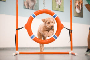 Dog Jumping Through Hoop