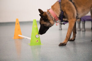 Dog with Enrichment Toy