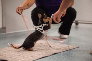 Trainer with small dog at Playful Pups Retreat