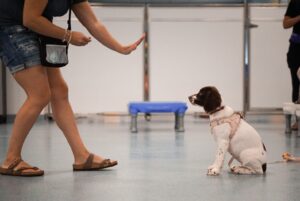 puppy in stay position during training