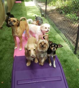 Tiny Town Dogs at Playful Pups Retreat