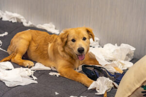 puppy playing with paper on the floor