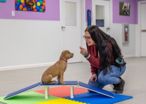 dog trainer in training session with puppy