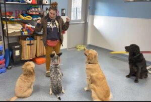 dog trainer with four dogs in sit position